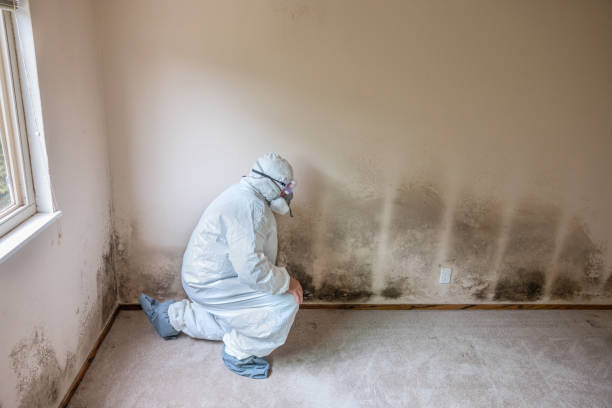 Best Mold Damage Repair  in Nashville, TN